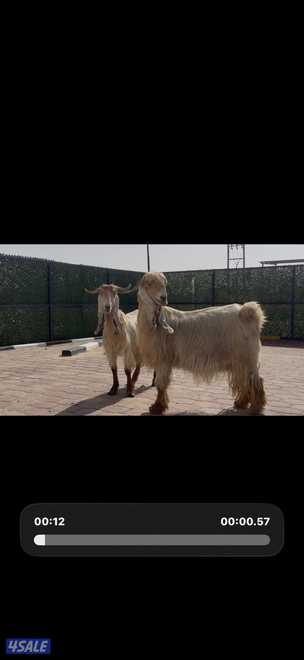 عوارض صفر العداد 2 سن وديد5