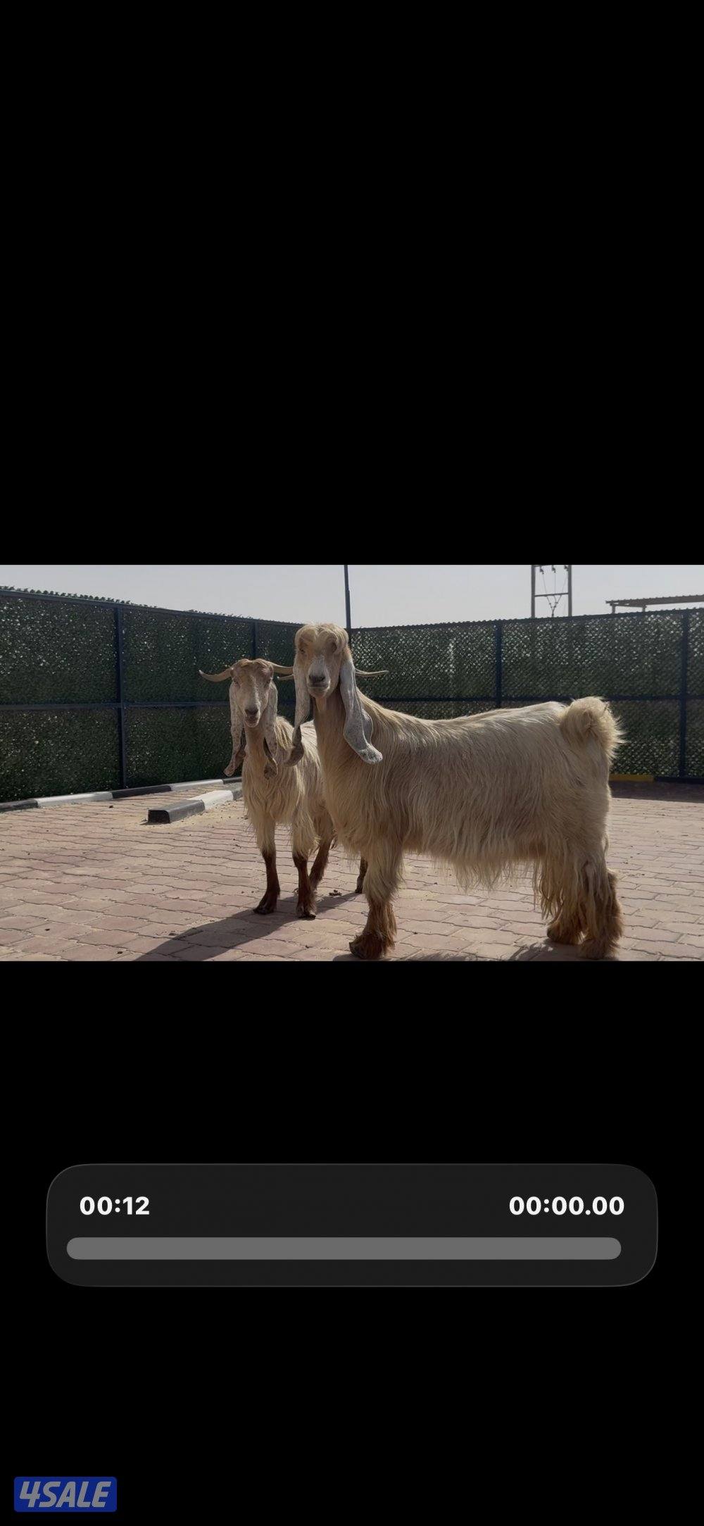 عوارض صفر العداد 2 سن وديد6