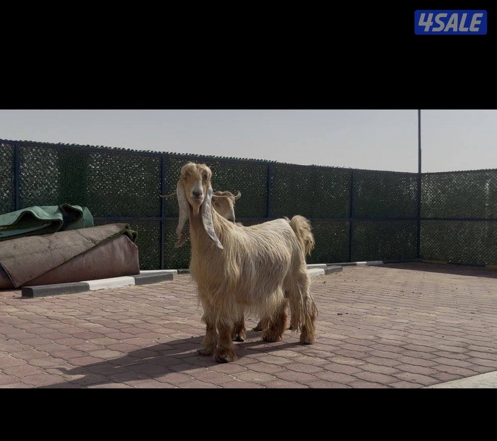 عوارض صفر العداد 2 سن وديد7