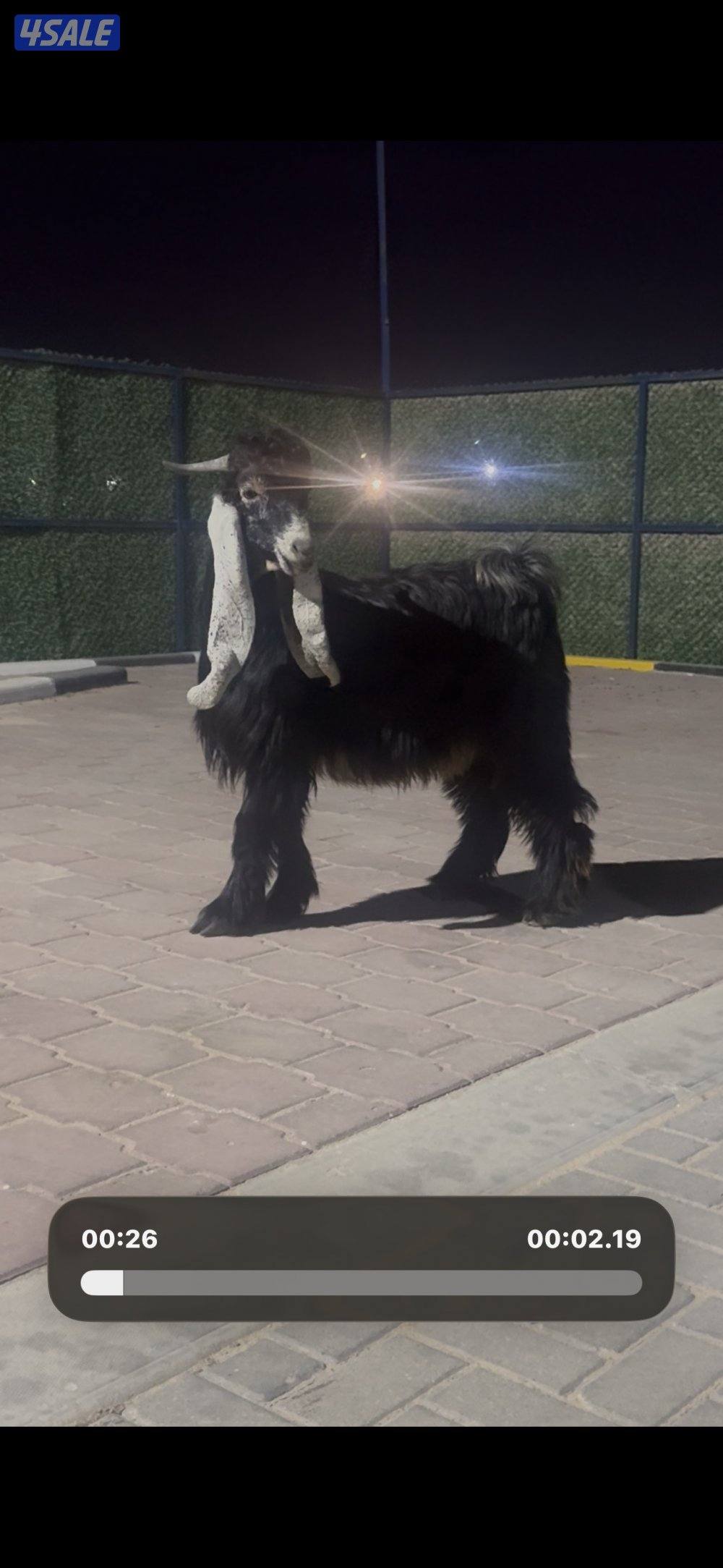 جذع حصم الخصم عطر0