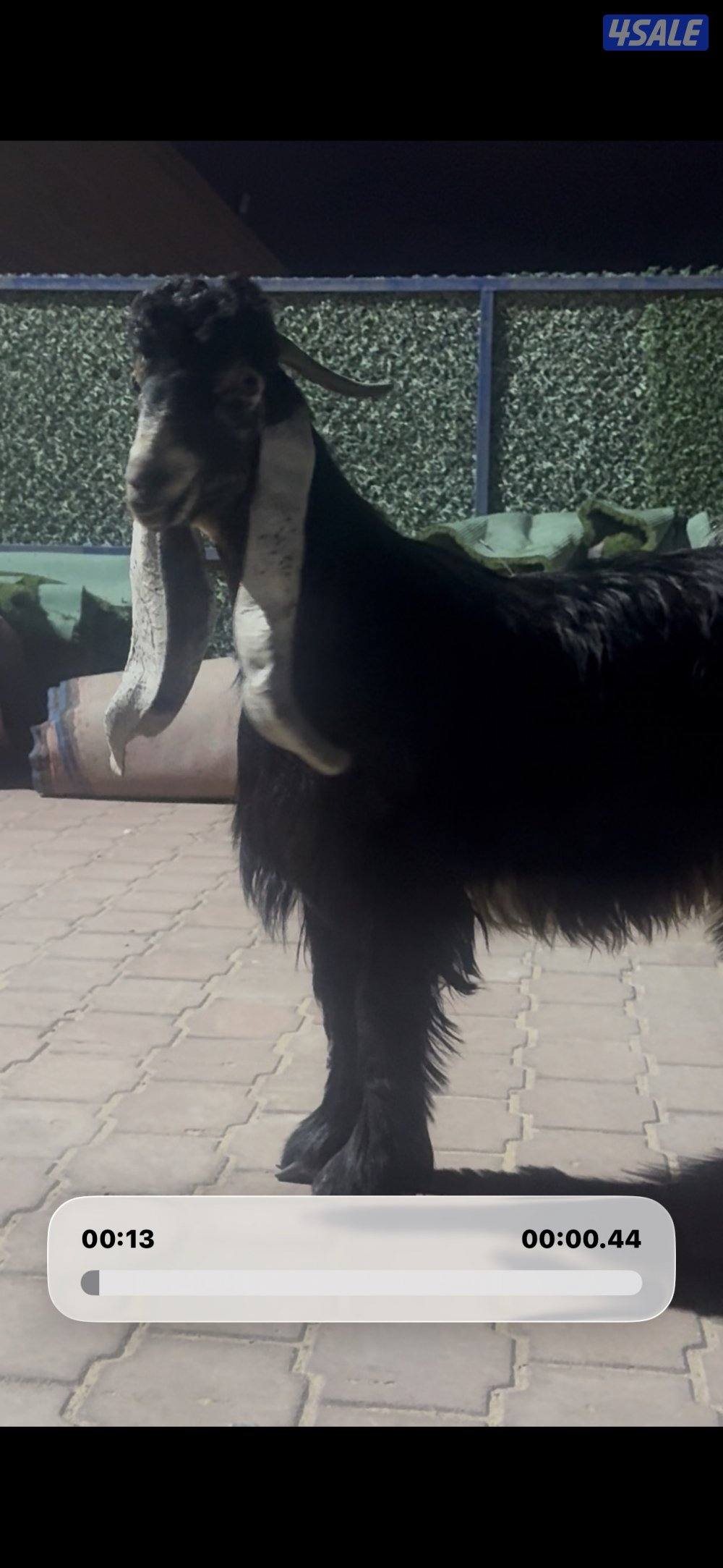 جذع حصم الخصم عطر1