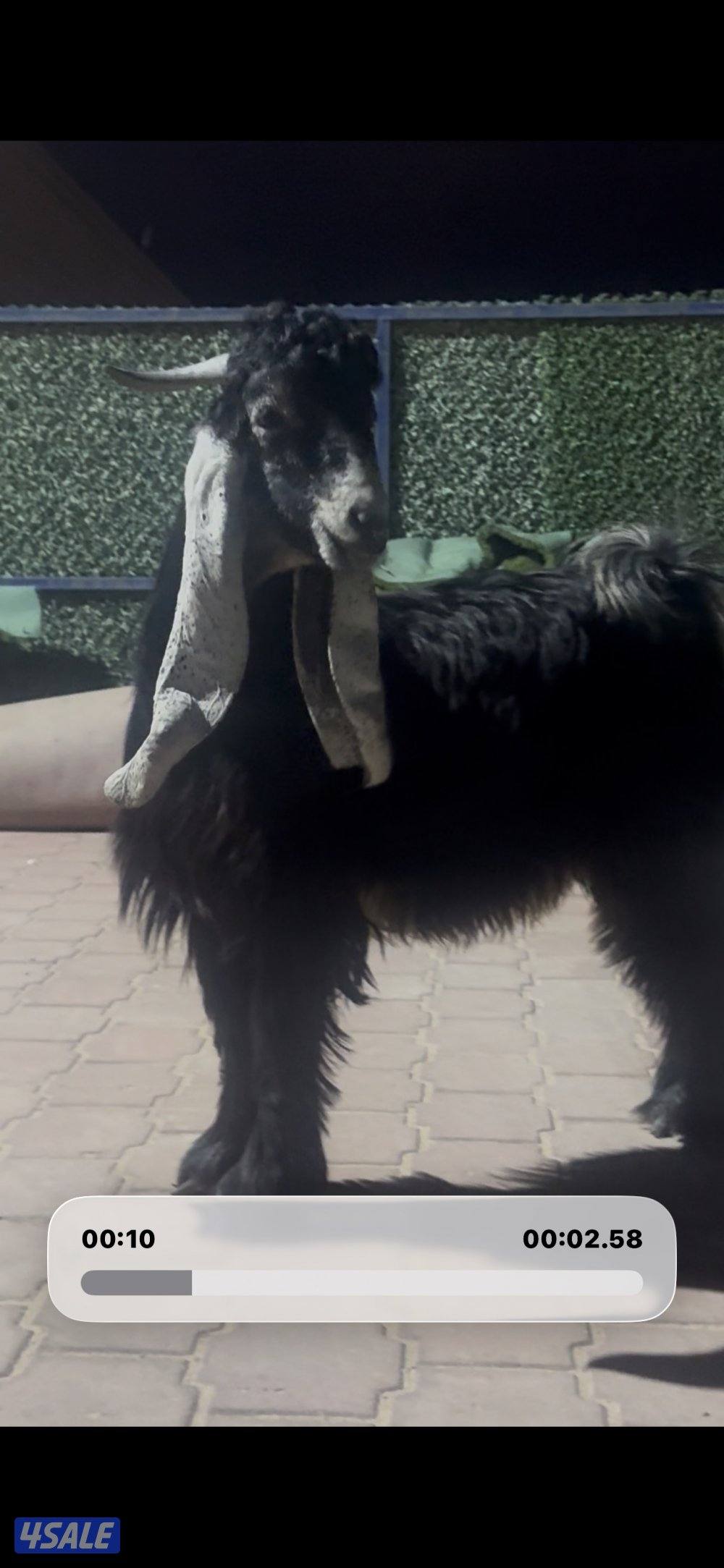 جذع حصم الخصم عطر2