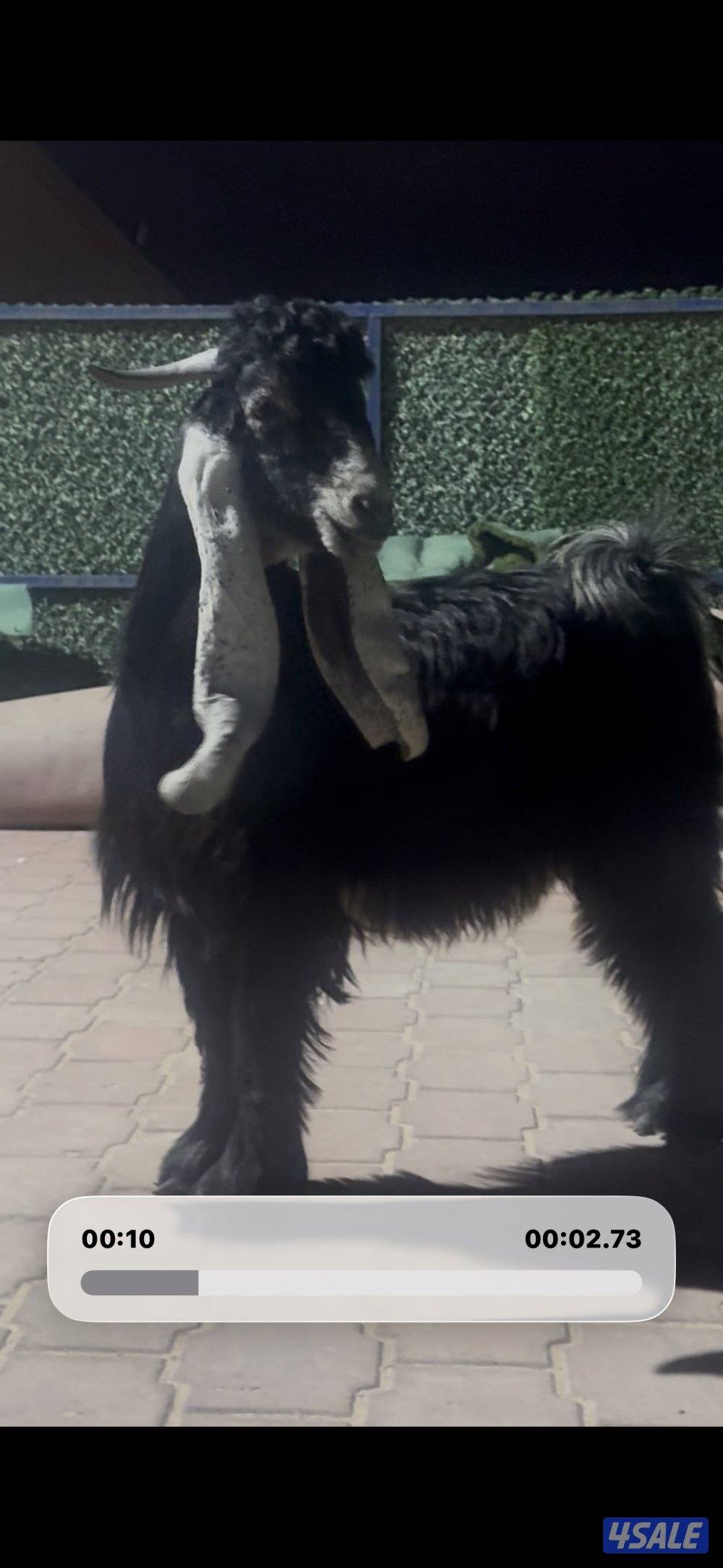 جذع حصم الخصم عطر3