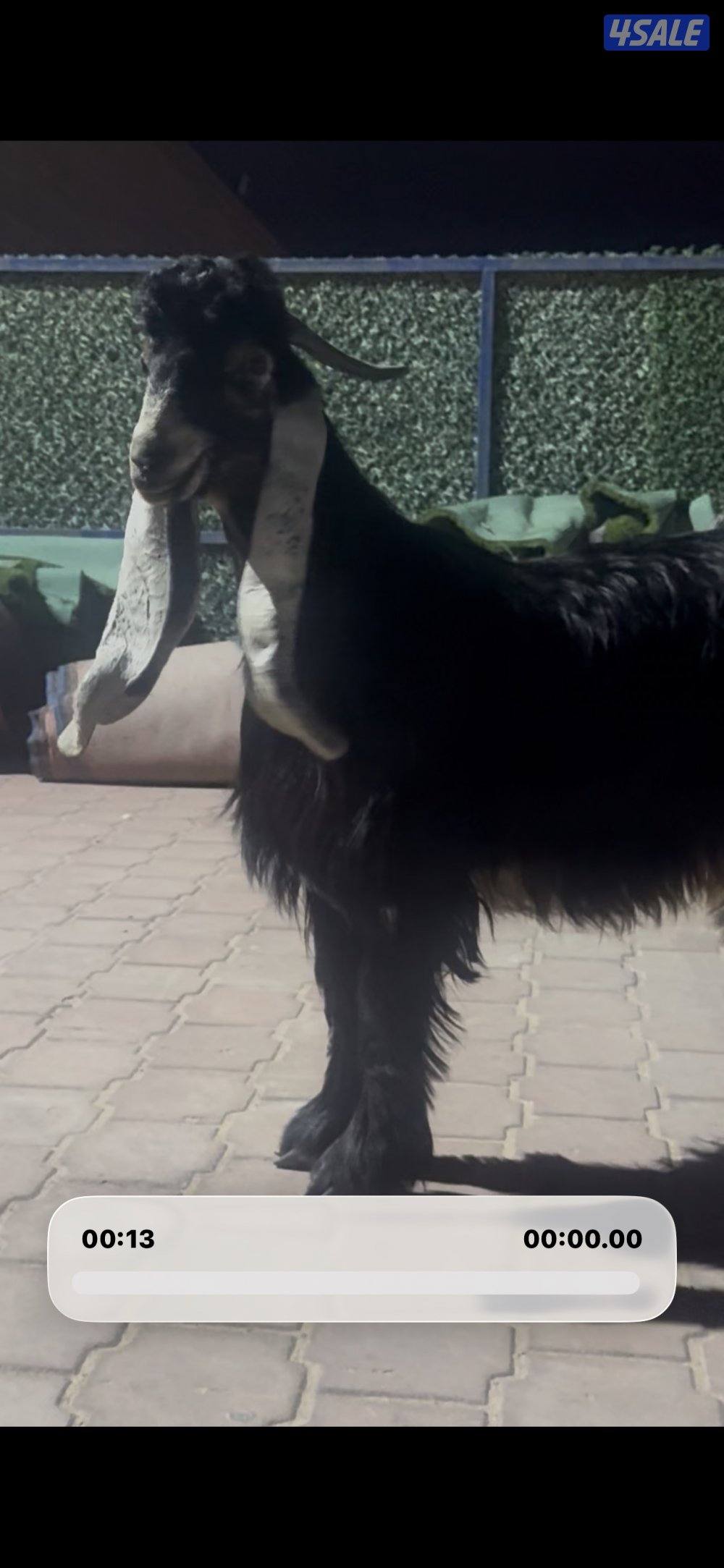 جذع حصم الخصم عطر4