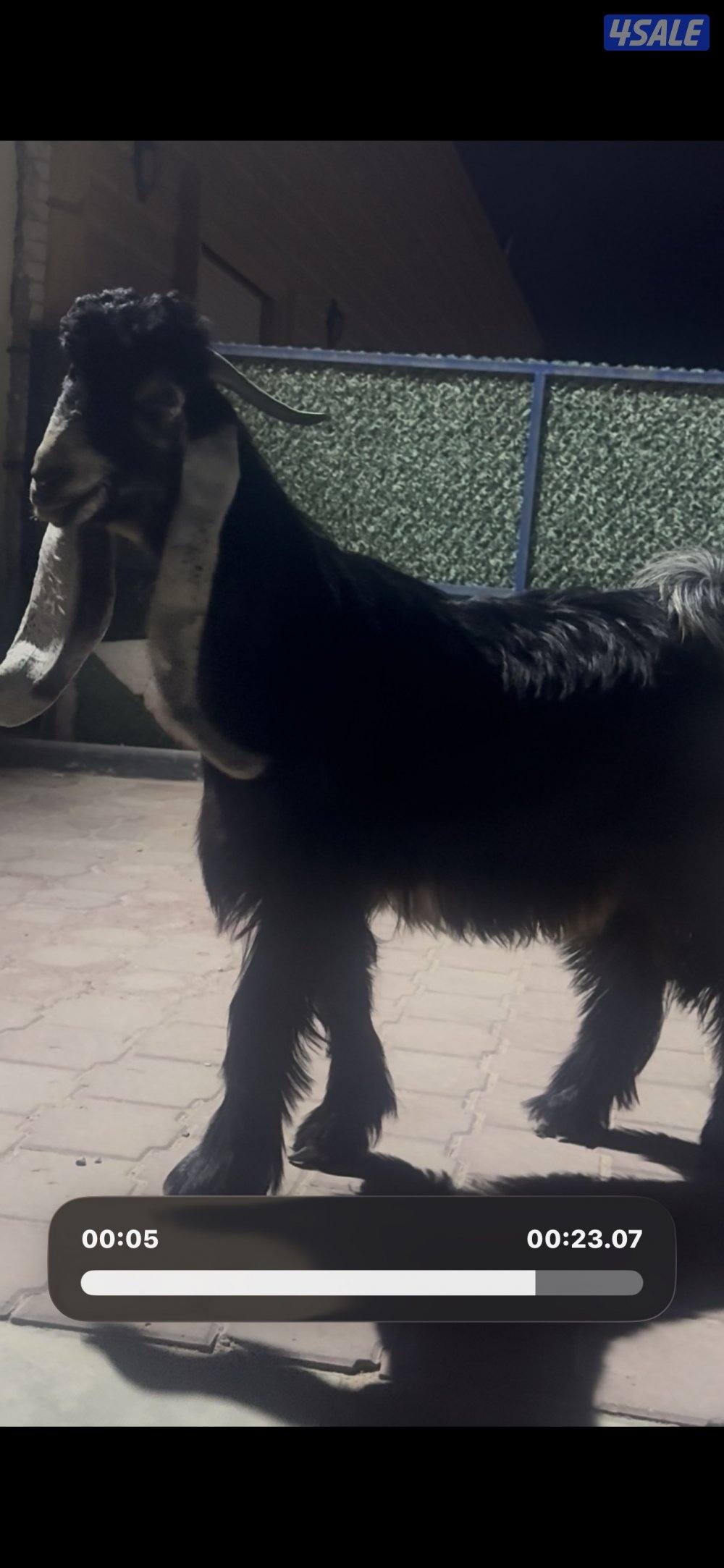 جذع حصم الخصم عطر5