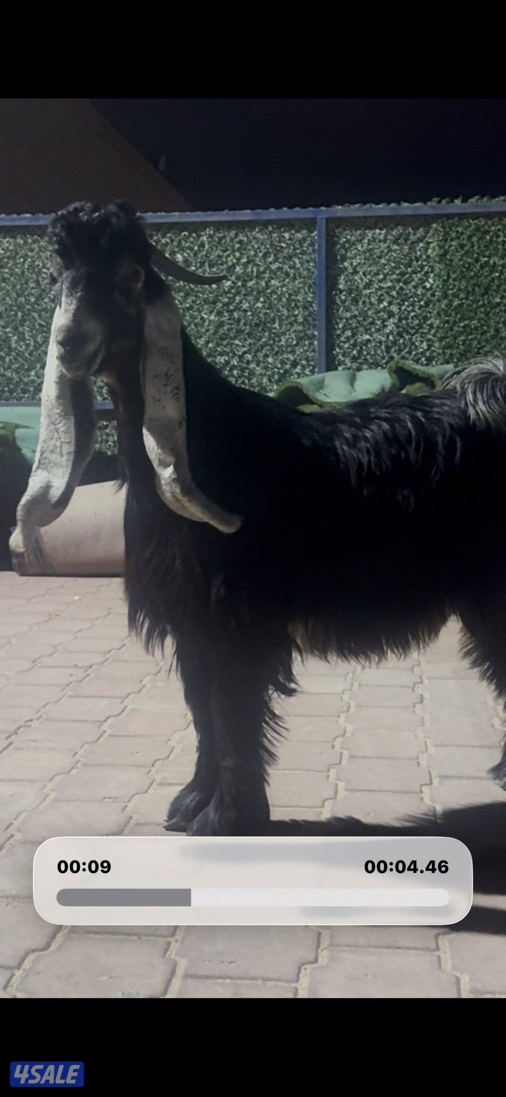 جذع حصم الخصم عطر7