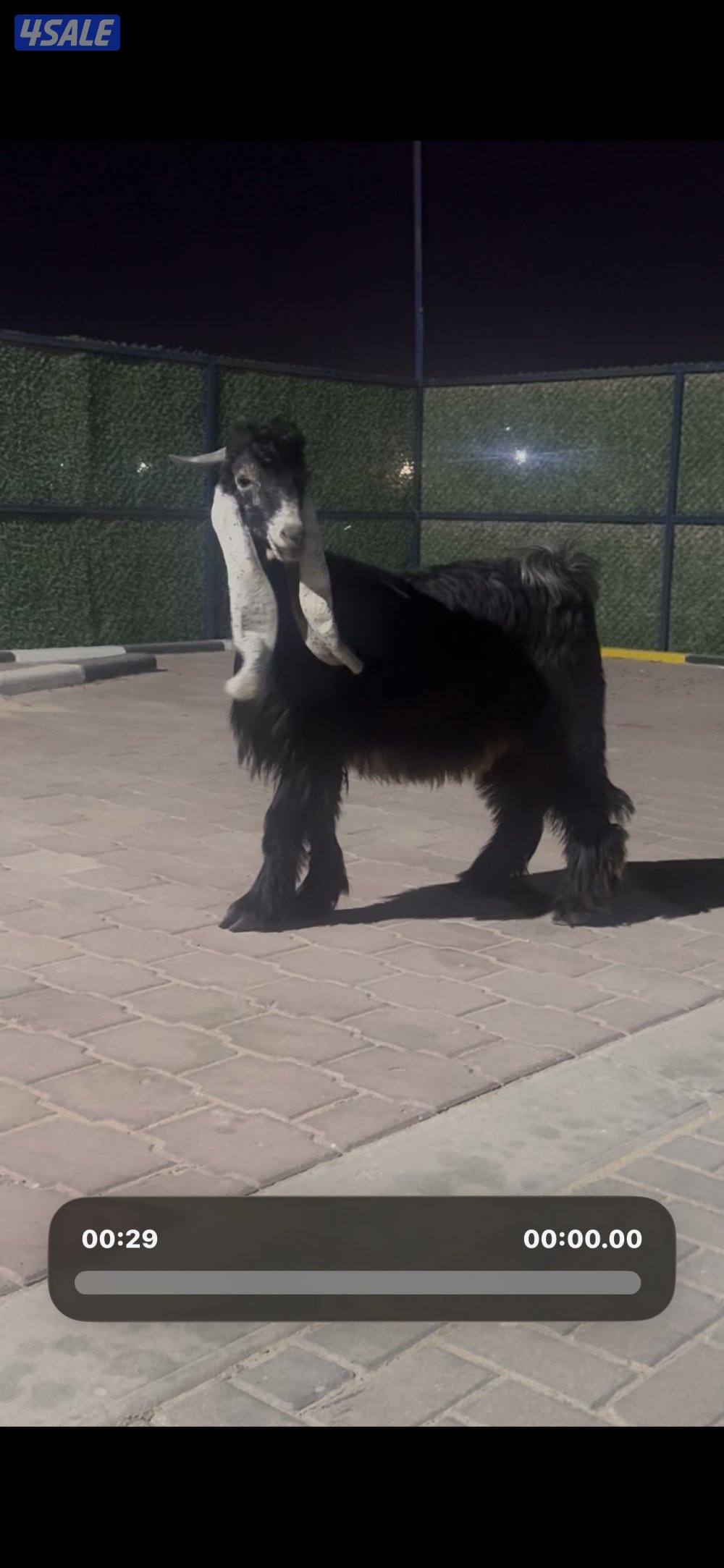 جذع حصم الخصم عطر8