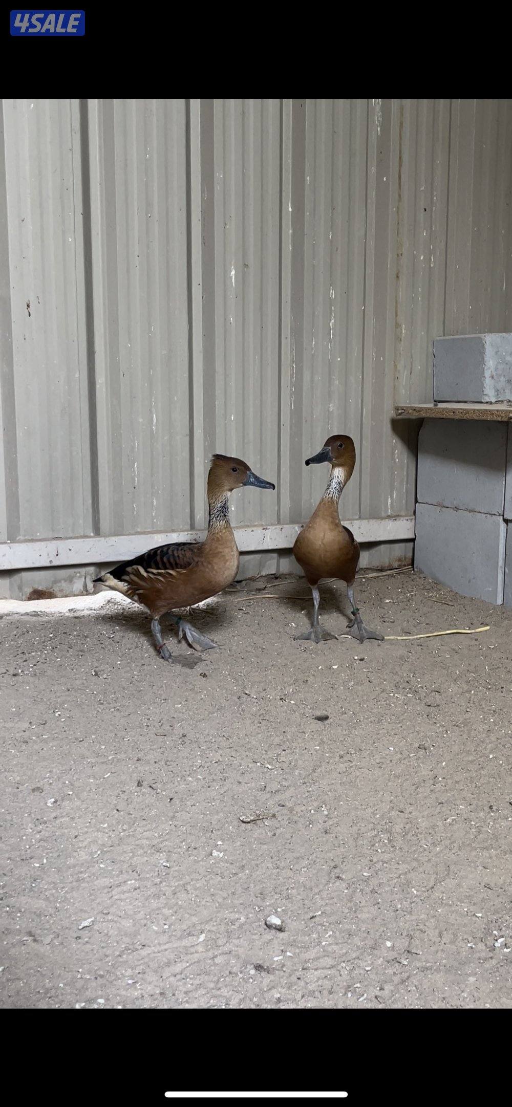 زوج بط الصفار انتاج الكويت ٦٠0