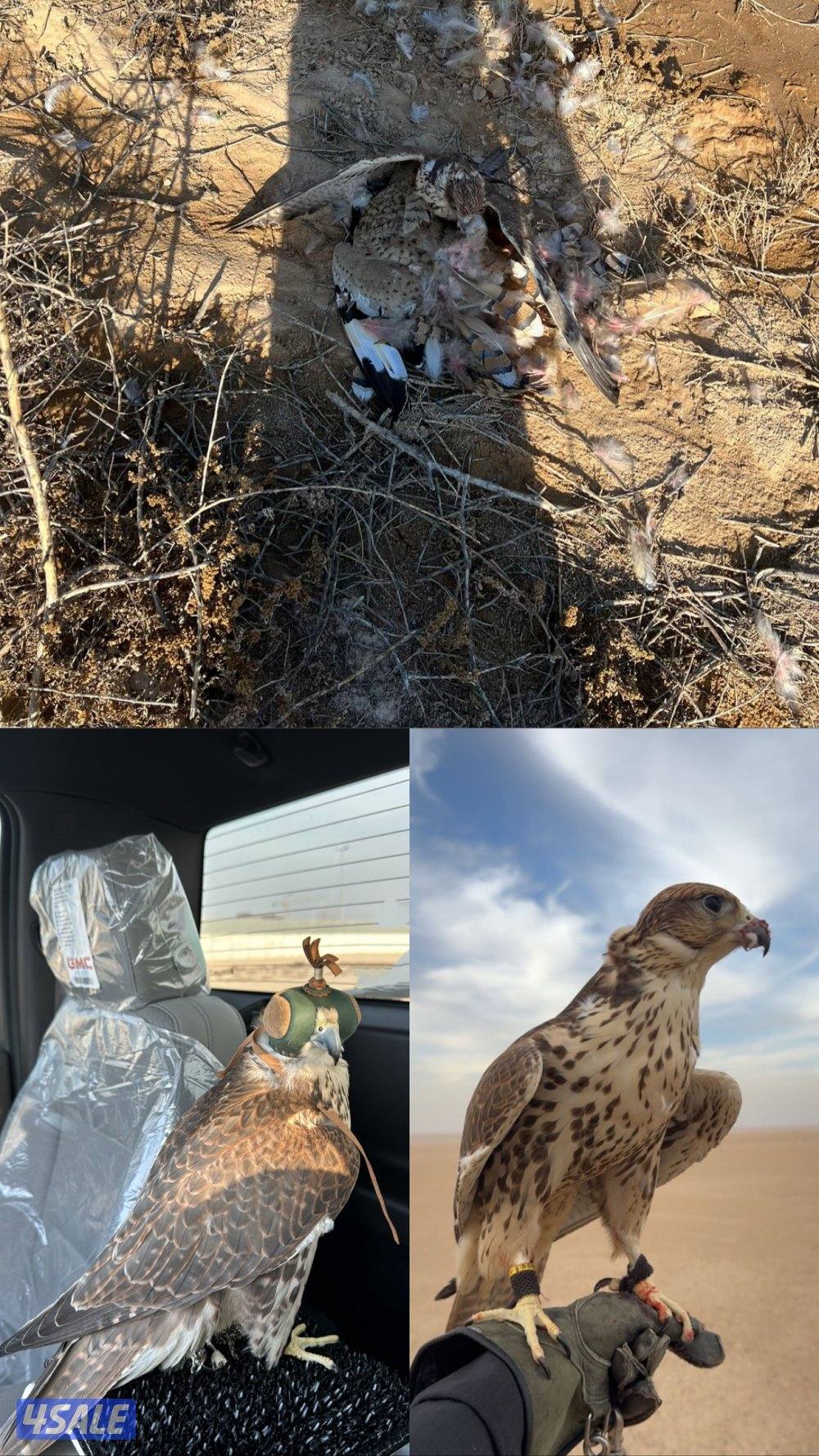 حر فارسي اصلي0