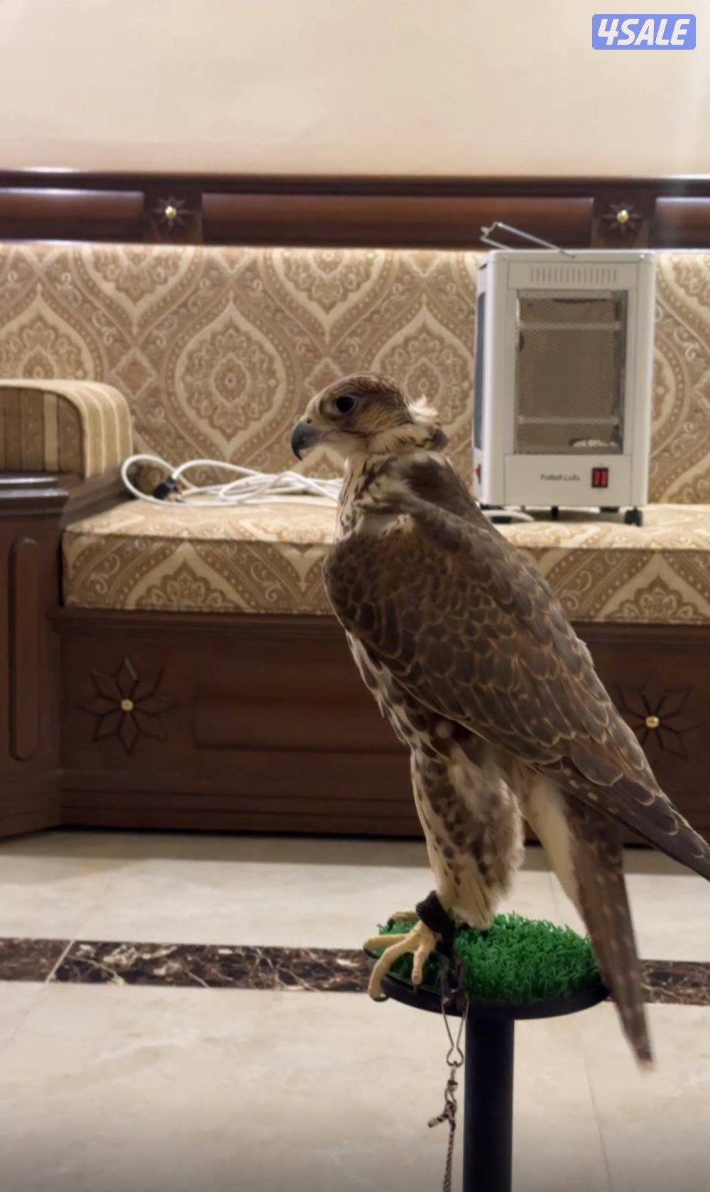 حر فارسي اصلي1