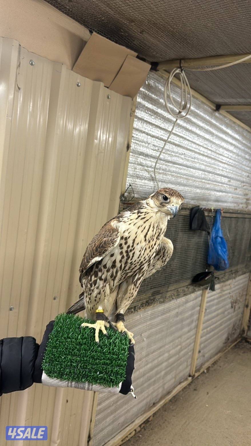 حر فارسي اصلي2