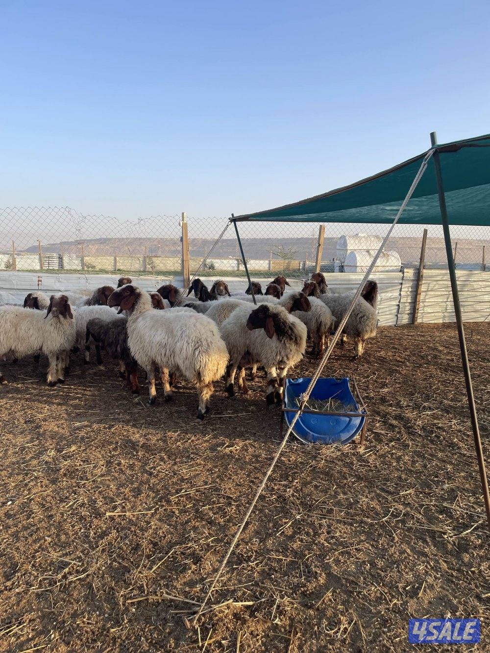 للبيع غنم نعيم العدد٢٤راس سن وديد0
