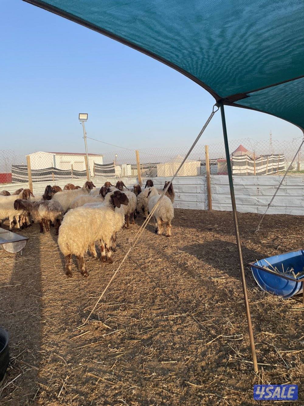 للبيع غنم نعيم العدد٢٤راس سن وديد1