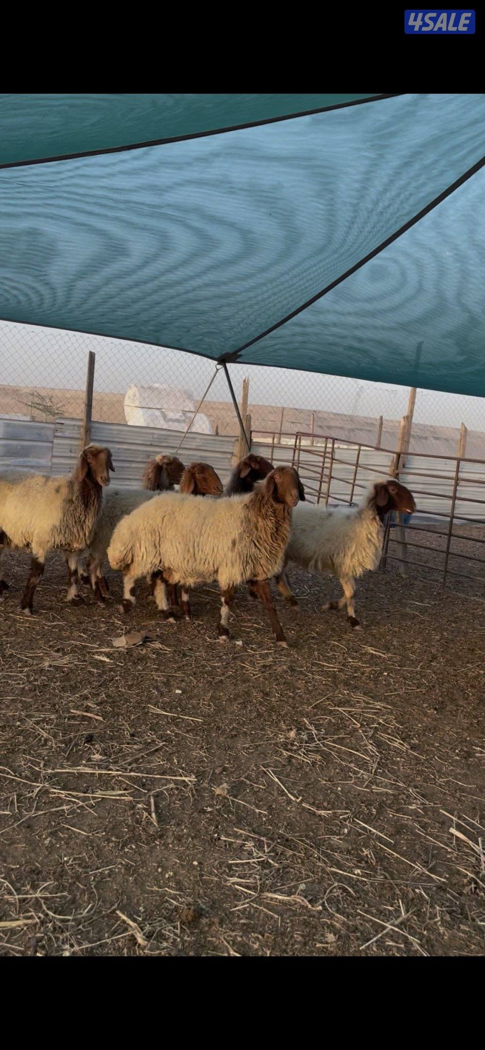 للبيع غنم نعيم العدد٢٤راس سن وديد2