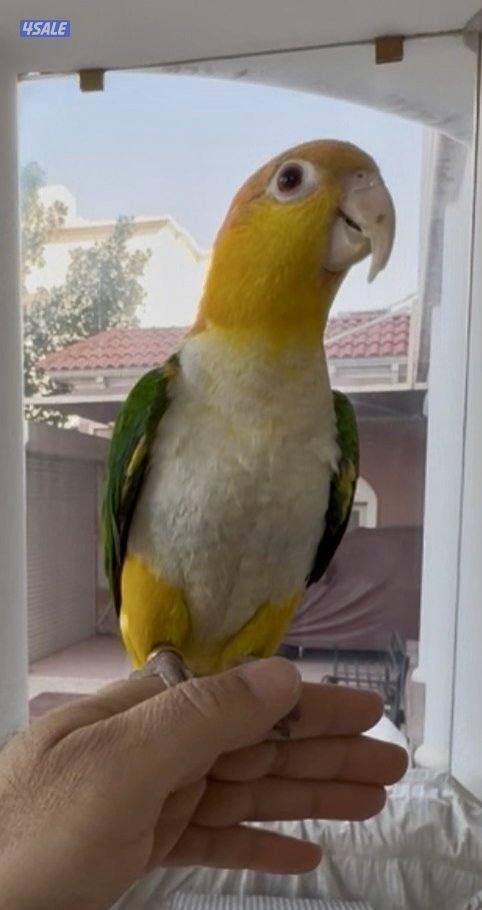 للبيع كاياك وايت بيلي0