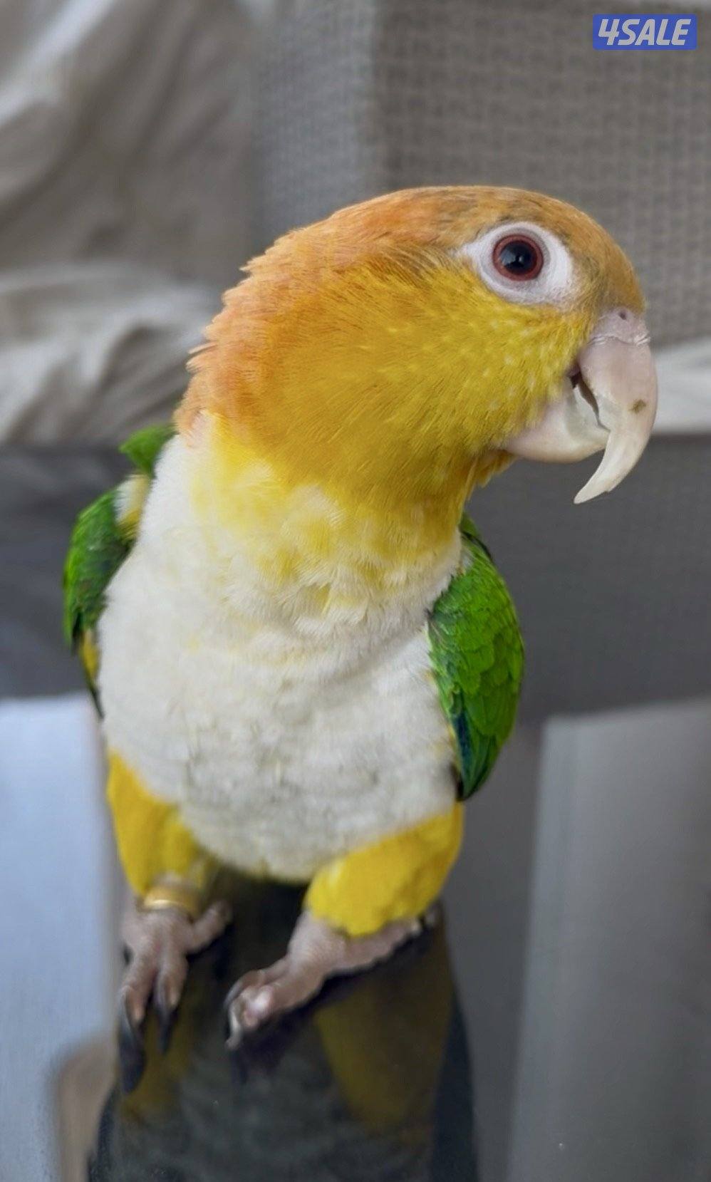 للبيع كاياك وايت بيلي1