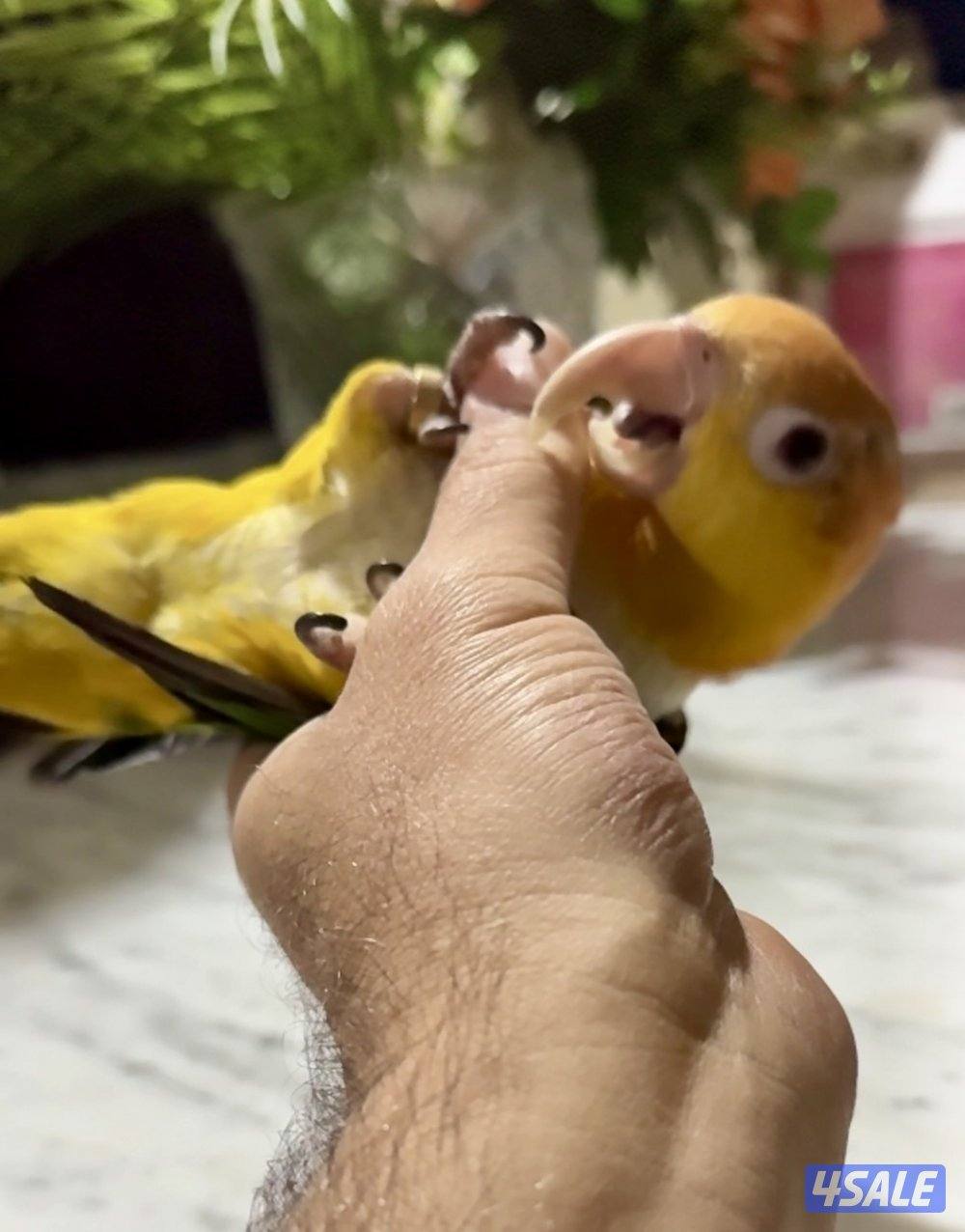 للبيع كاياك وايت بيلي2