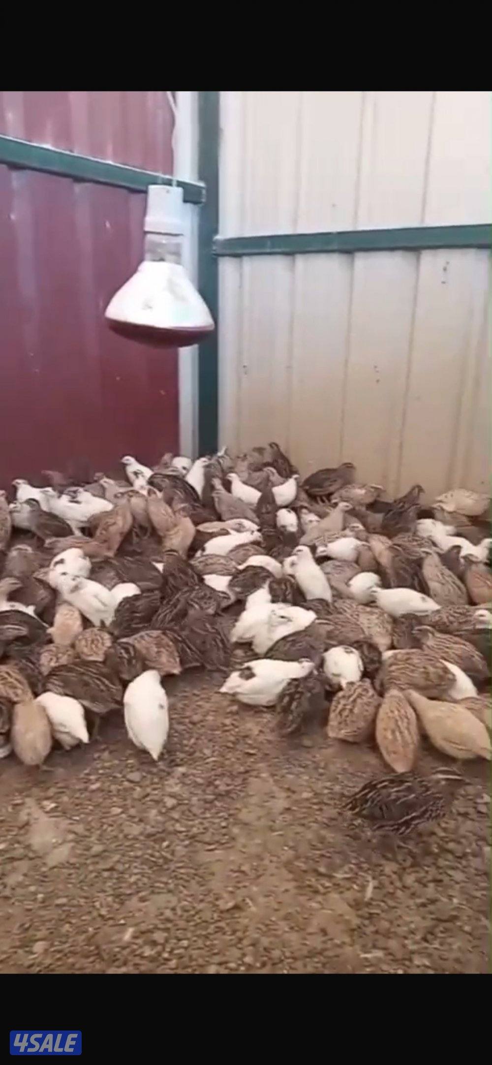 للبيع فري شرط مو مطعم  يصلح أعلاف الطيور او للتربيه جاهز ولا يوجد قفص0