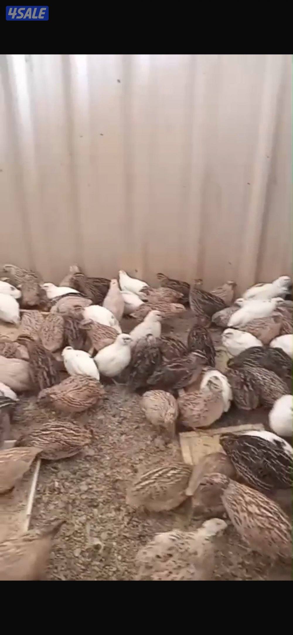 للبيع فري شرط مو مطعم  يصلح أعلاف الطيور او للتربيه جاهز ولا يوجد قفص1