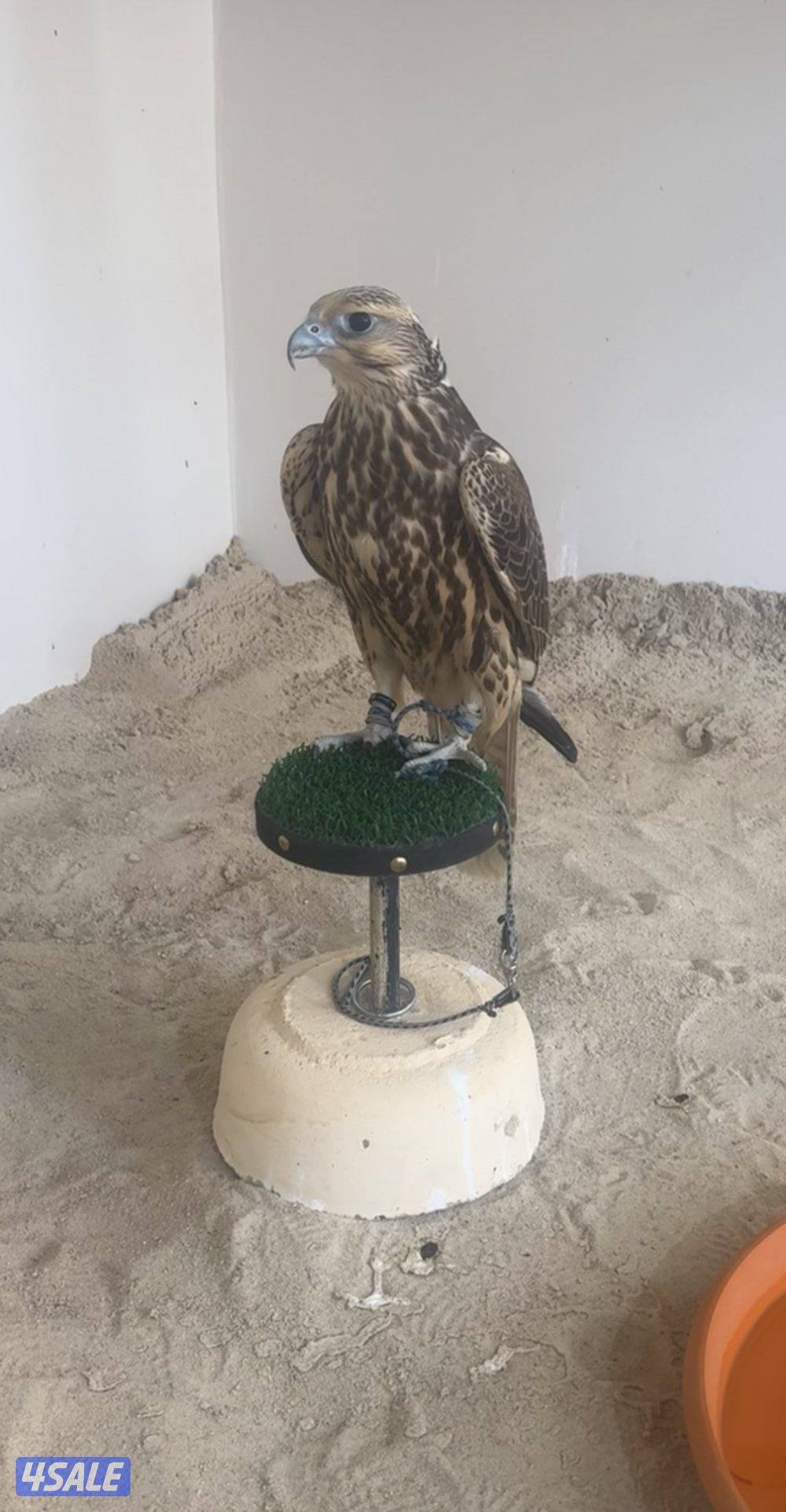 للبيع فرخ حر من حر0