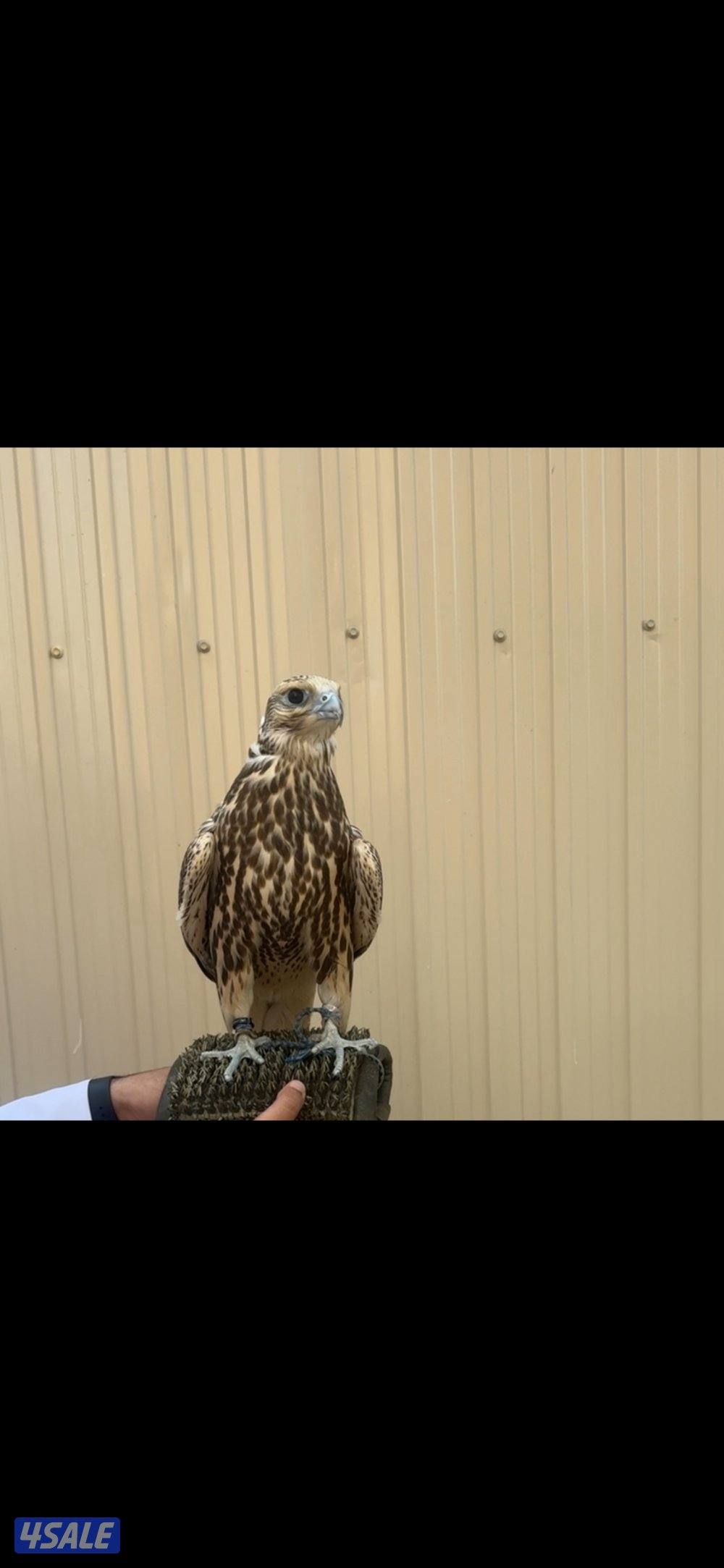 للبيع فرخ حر من حر4