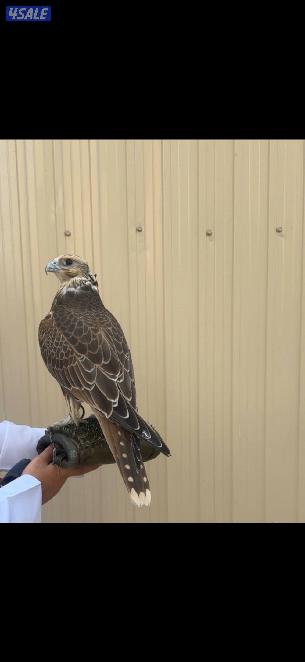 للبيع فرخ حر من حر5