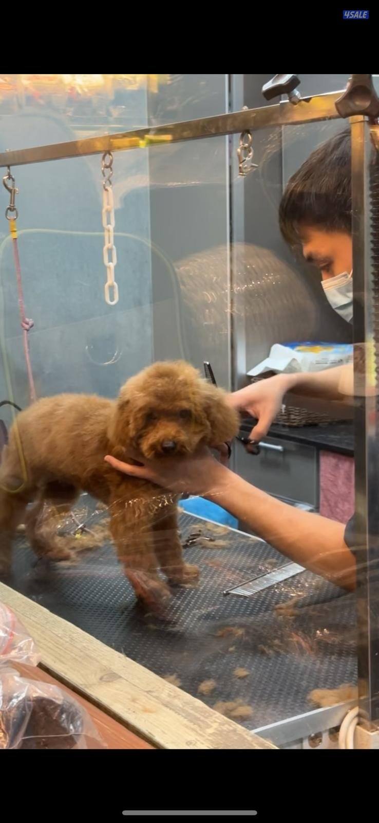 للبيع جلب ذكر نوع بودل3