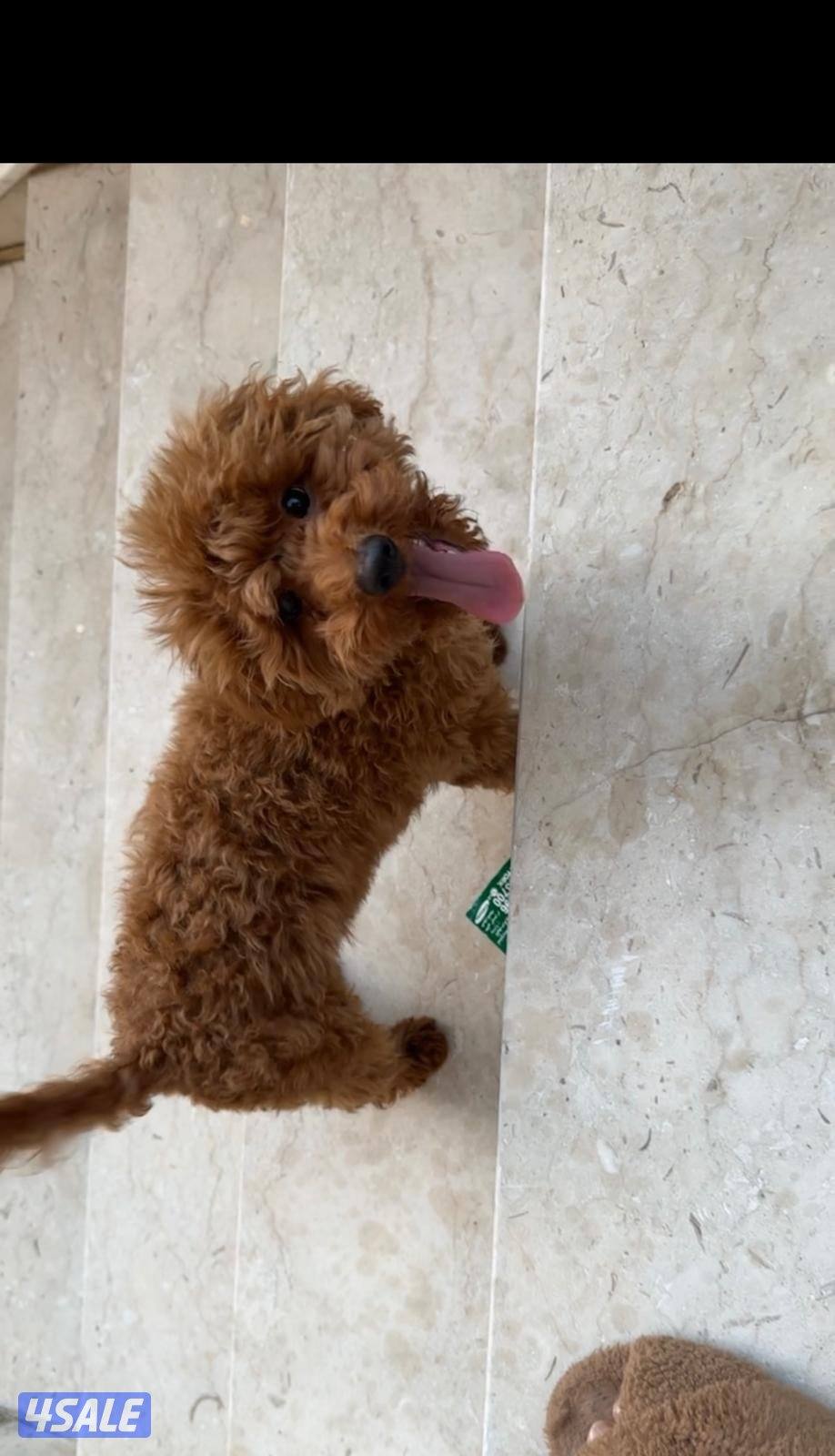 للبيع جلب ذكر نوع بودل2