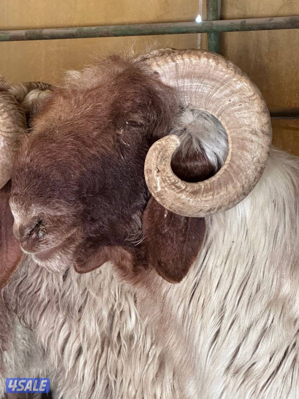 فحل ثني وفحل رباع0