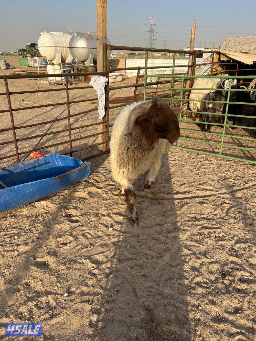 فحل ثني وفحل رباع1