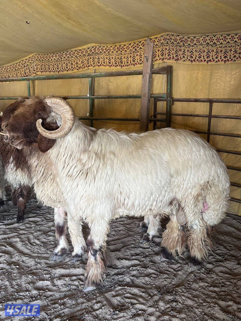 فحل ثني وفحل رباع2