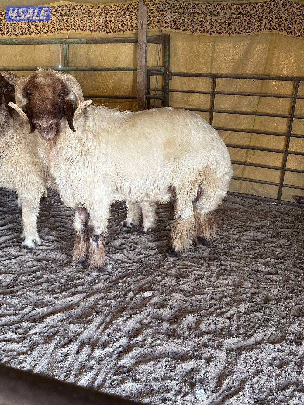 فحل ثني وفحل رباع4