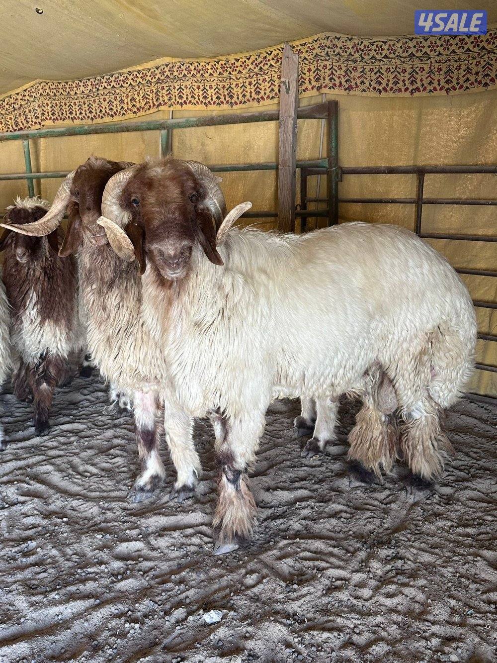 فحل ثني وفحل رباع5