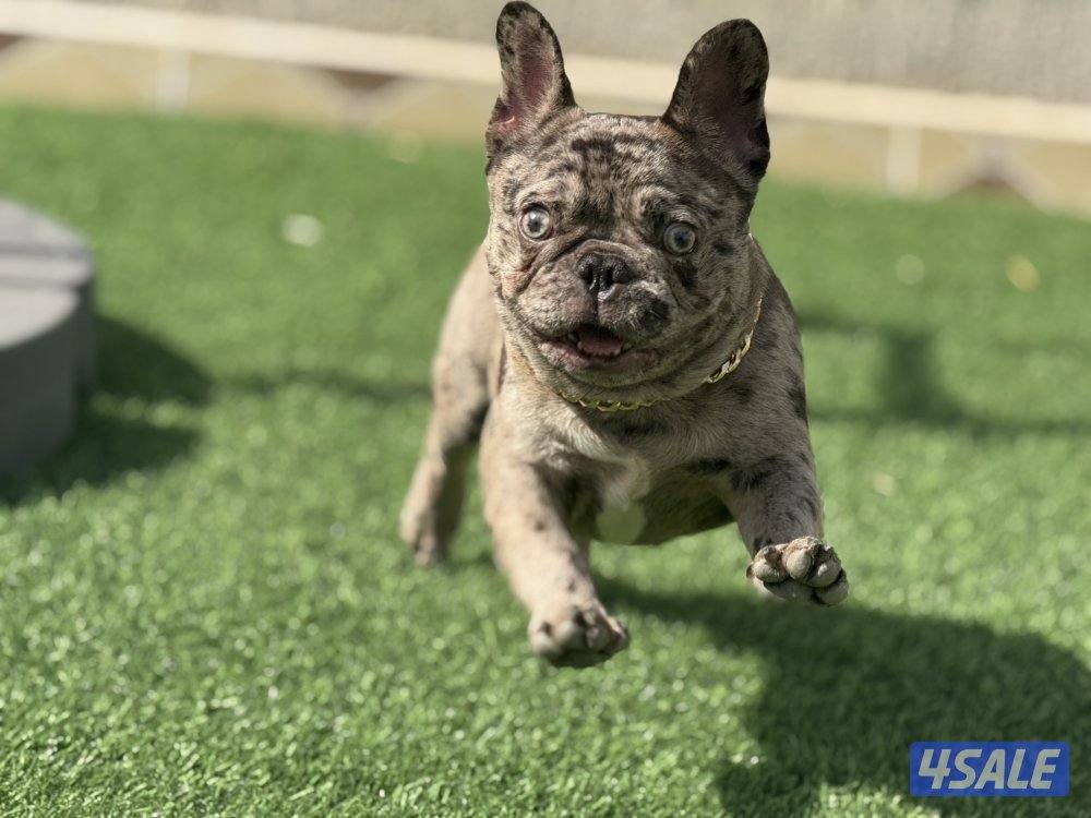للبيع فرانش بولدوق french Bulldog male0
