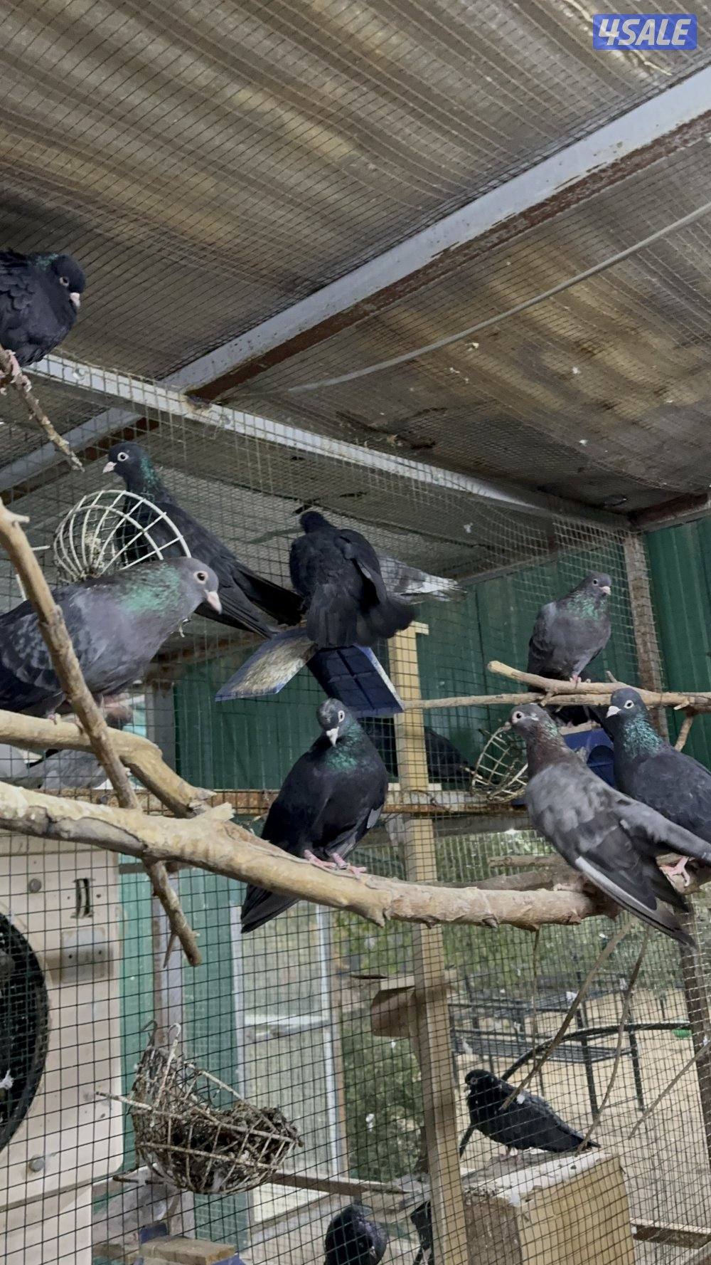 حمام صنعاوي0