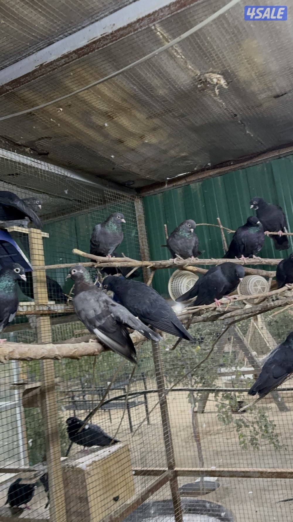 حمام صنعاوي1