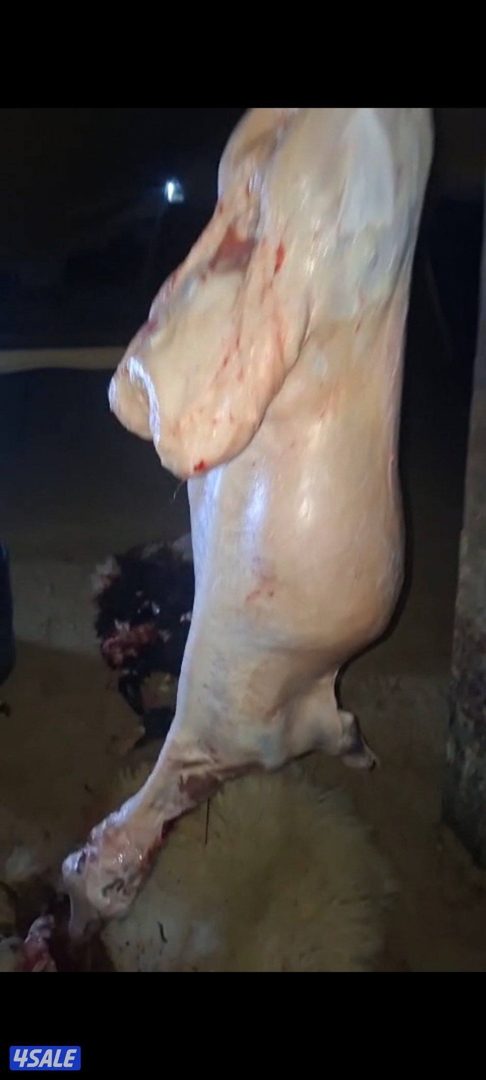 استرالي مبرد ٤٥ دينار وزن ١٣ كيلو 
استرالي مبرد ٥٥ ديناروزن ١٧ كيلو 
أ0