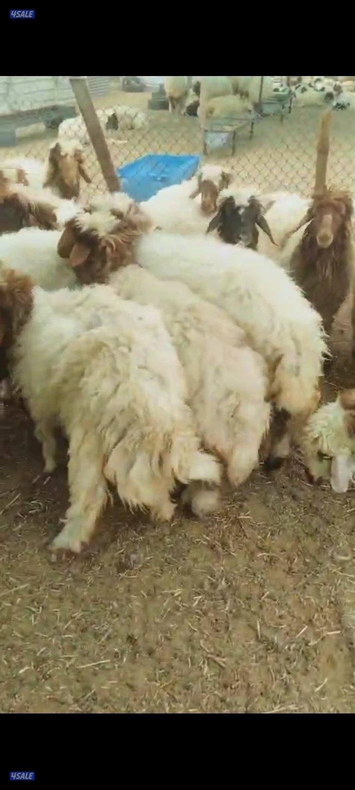 استرالي مبرد ٤٥ دينار وزن ١٣ كيلو 
استرالي مبرد ٥٥ ديناروزن ١٧ كيلو 
أ3