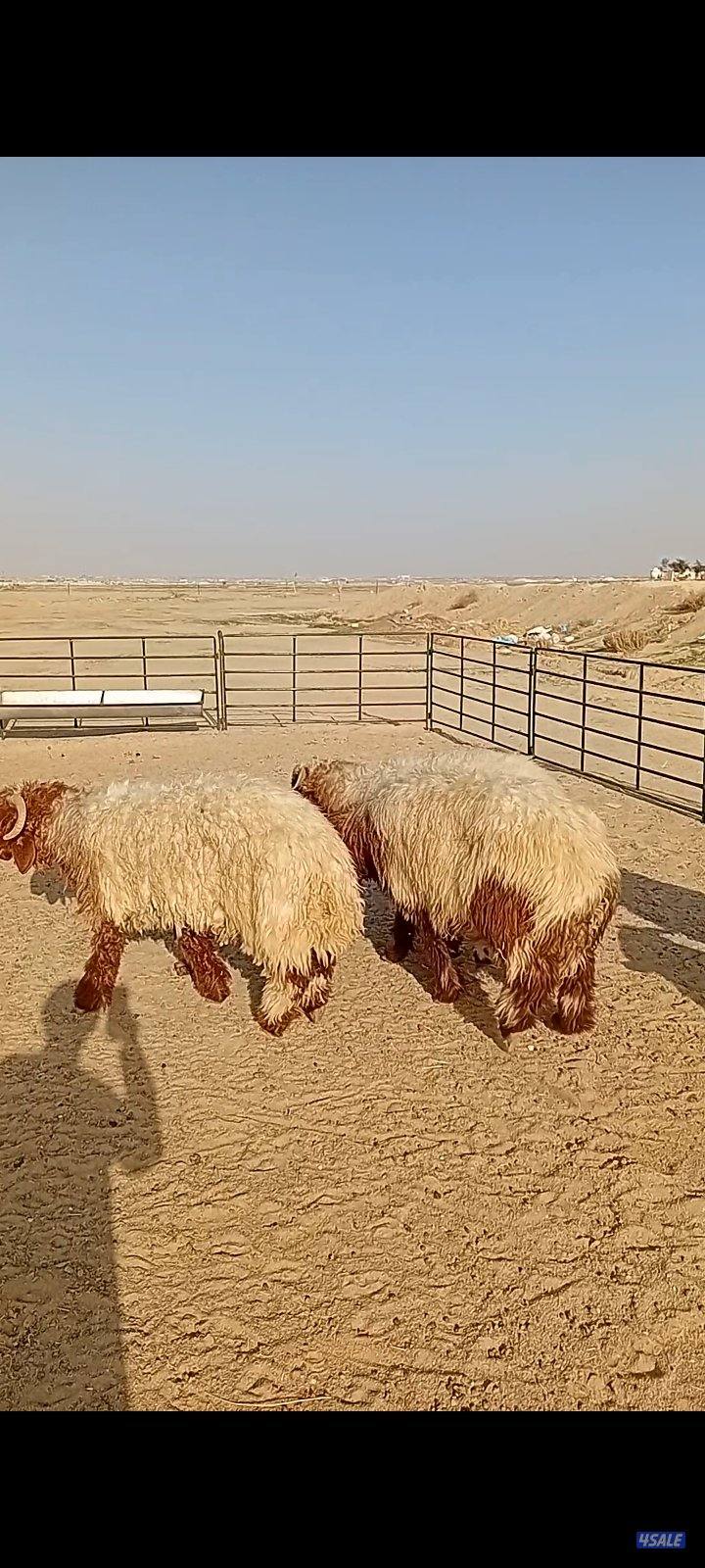 تمايم كرامات محليه شرط سمان طيبه0