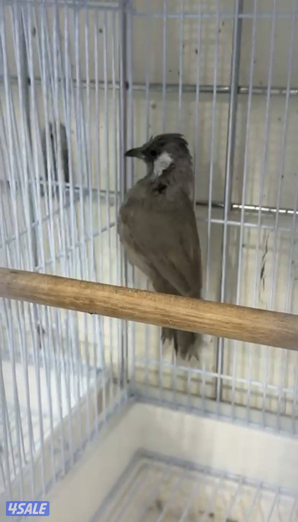 طير بلبل هملايه عربي مكس0