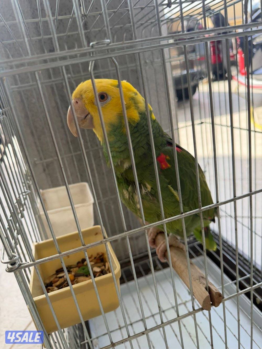 كاسكو امزون دبل يلوناب1