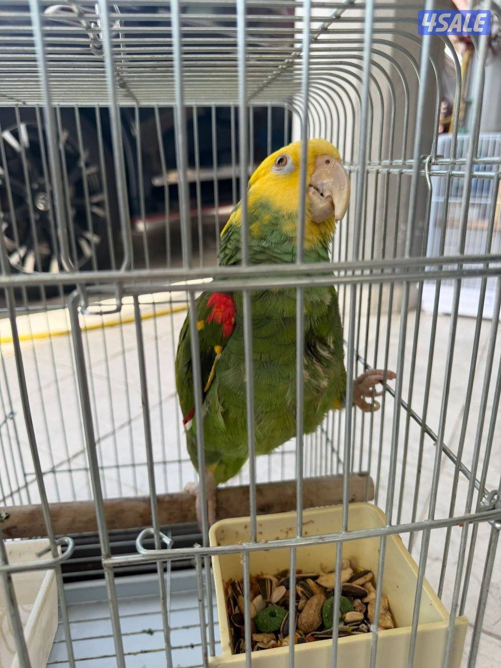 كاسكو امزون دبل يلوناب2