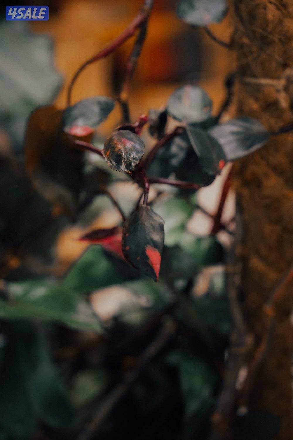 تصوير ( مناسبات ، منتجات ، عائلات ، بورتريه ، ومتاح وكل أنواع ا2