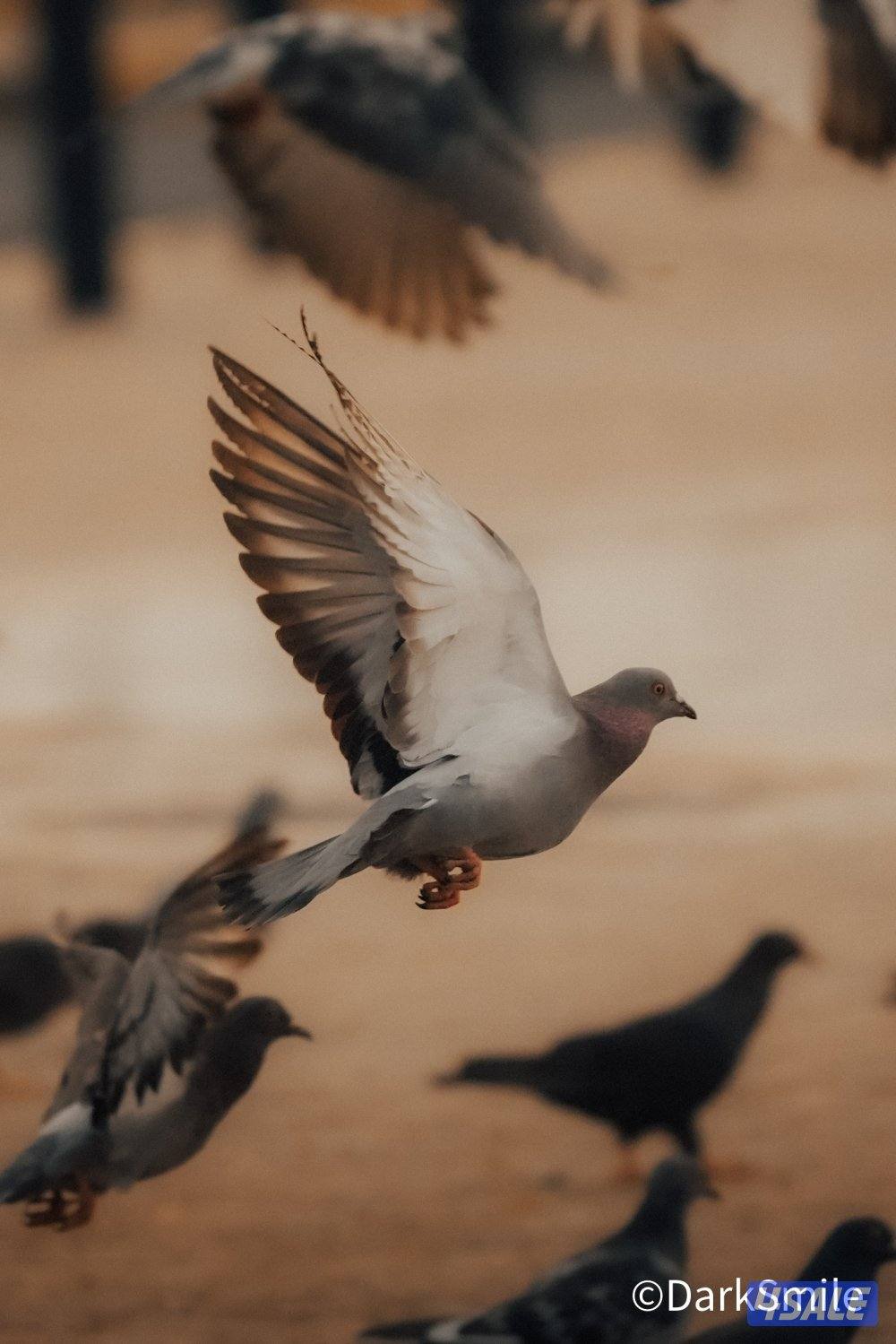 تصوير ( مناسبات ، منتجات ، عائلات ، بورتريه ، ومتاح وكل أنواع ا4
