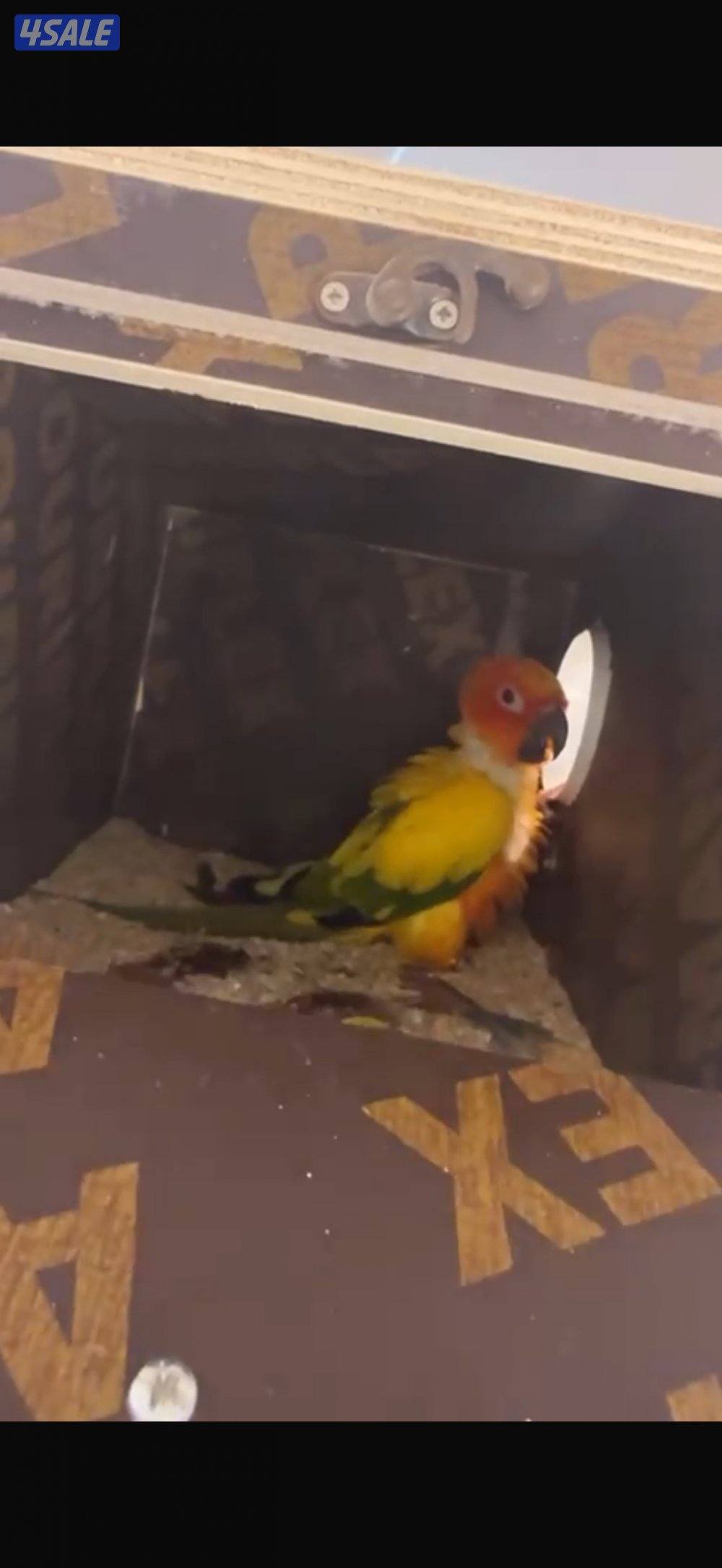 زوج انتاج كنيور ( صن كنيور مع روز كنيور )3