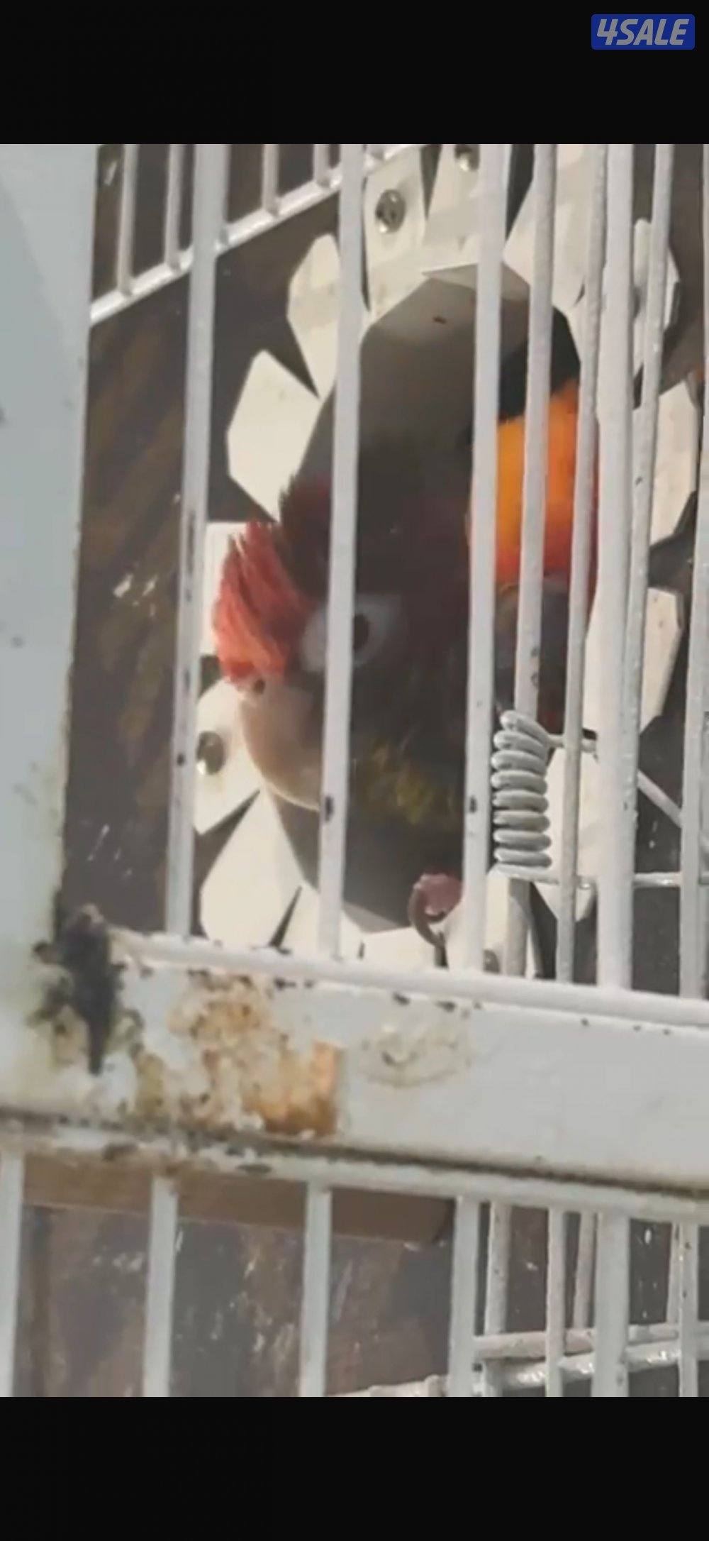 زوج انتاج كنيور ( صن كنيور مع روز كنيور )4