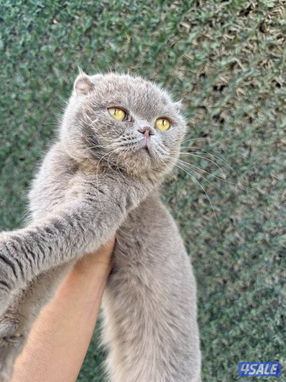 للبيع قطتين سكوتش فولد0