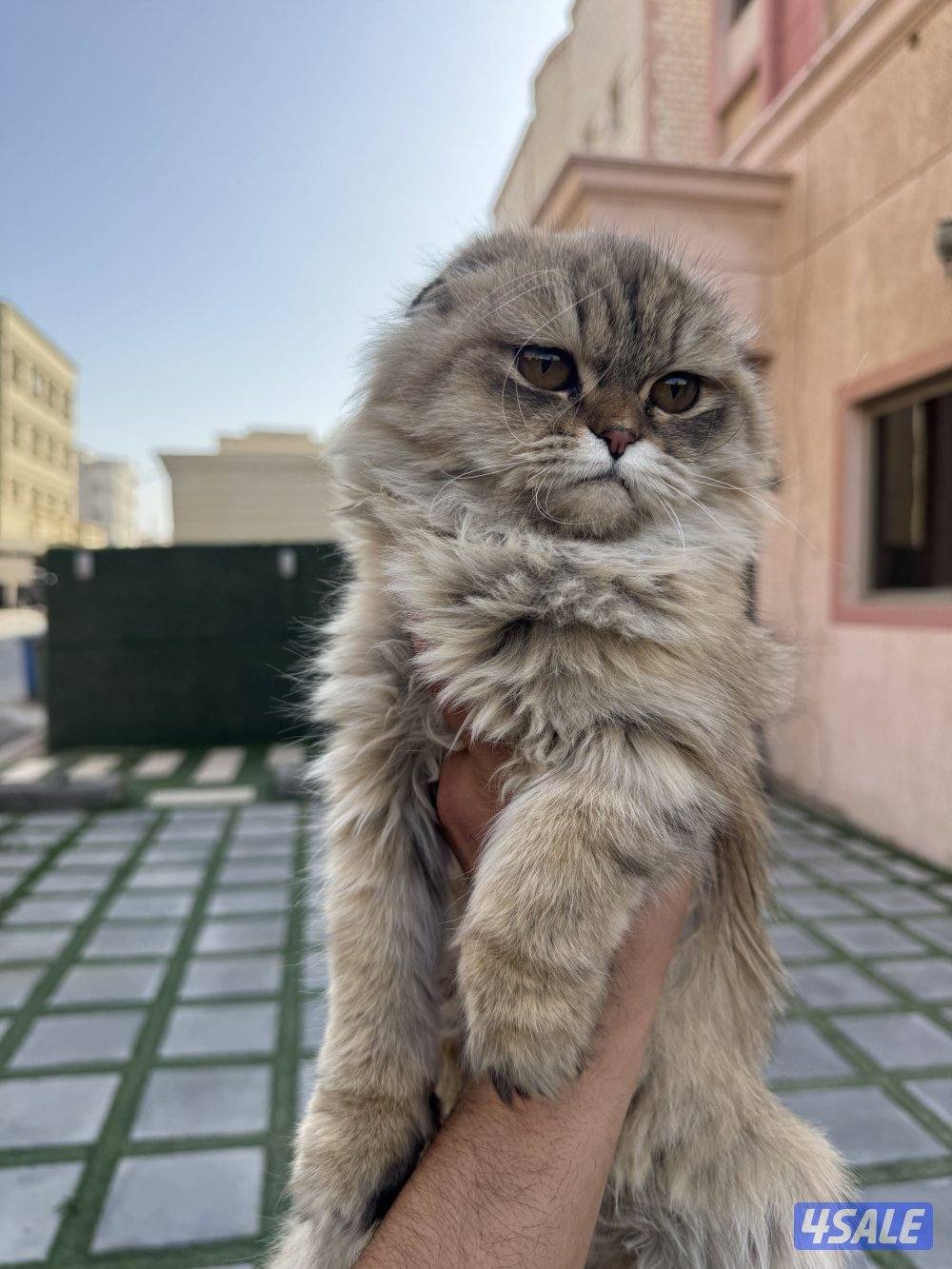 للبيع قطتين سكوتش فولد1