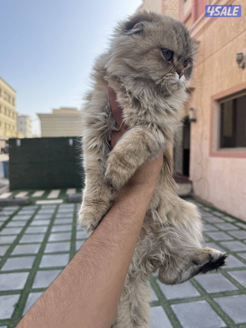 للبيع قطتين سكوتش فولد3