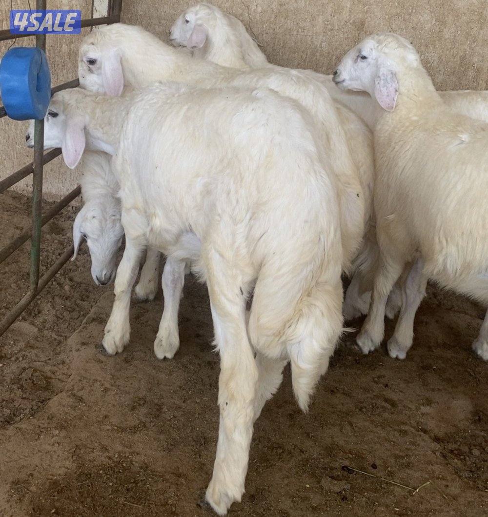 💥طليان حريات 💥1